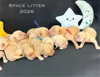 Pluto, a male Golden Retriever for sale in Snohomish, WA – Photo 2 of 9