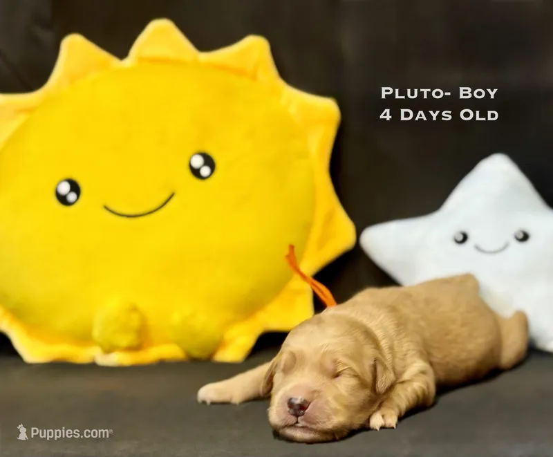 Pluto – Golden Retriever puppy for sale in Snohomish, WA