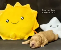 Pluto, a male Golden Retriever for sale in Snohomish, WA – Photo 1 of 9