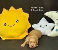 Pluto, a male Golden Retriever for sale in Snohomish, WA – Photo 5 of 9