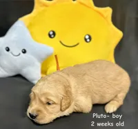 Pluto, a male Golden Retriever for sale in Snohomish, WA – Photo 7 of 9