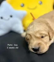 Pluto, a male Golden Retriever for sale in Snohomish, WA – Photo 8 of 9