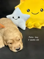 Pluto, a male Golden Retriever for sale in Snohomish, WA – Photo 9 of 9