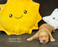 Pluto, a male Golden Retriever for sale in Snohomish, WA – Photo 3 of 9