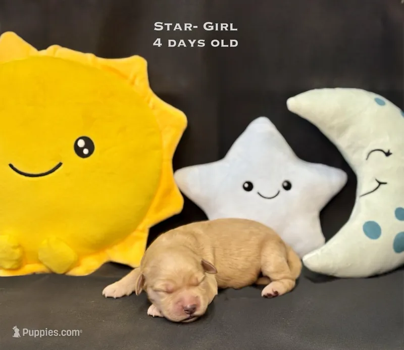 Star – Golden Retriever puppy for sale in Snohomish, WA