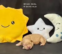 Star, a female Golden Retriever for sale in Snohomish, WA – Photo 1 of 9