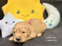 Star, a female Golden Retriever for sale in Snohomish, WA – Photo 7 of 9