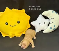 Star, a female Golden Retriever for sale in Snohomish, WA – Photo 3 of 9