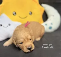 Star, a female Golden Retriever for sale in Snohomish, WA – Photo 8 of 9