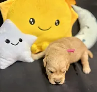 Star, a female Golden Retriever for sale in Snohomish, WA – Photo 9 of 9