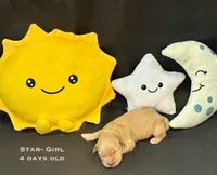 Star, a female Golden Retriever for sale in Snohomish, WA – Photo 4 of 9