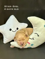 Star, a female Golden Retriever for sale in Snohomish, WA – Photo 2 of 9