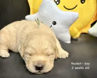 Rocket, a male Golden Retriever for sale in Snohomish, WA – Photo 8 of 9