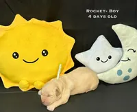 Rocket, a male Golden Retriever for sale in Snohomish, WA – Photo 4 of 9