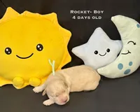 Rocket, a male Golden Retriever for sale in Snohomish, WA – Photo 2 of 9