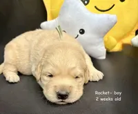 Rocket, a male Golden Retriever for sale in Snohomish, WA – Photo 9 of 9