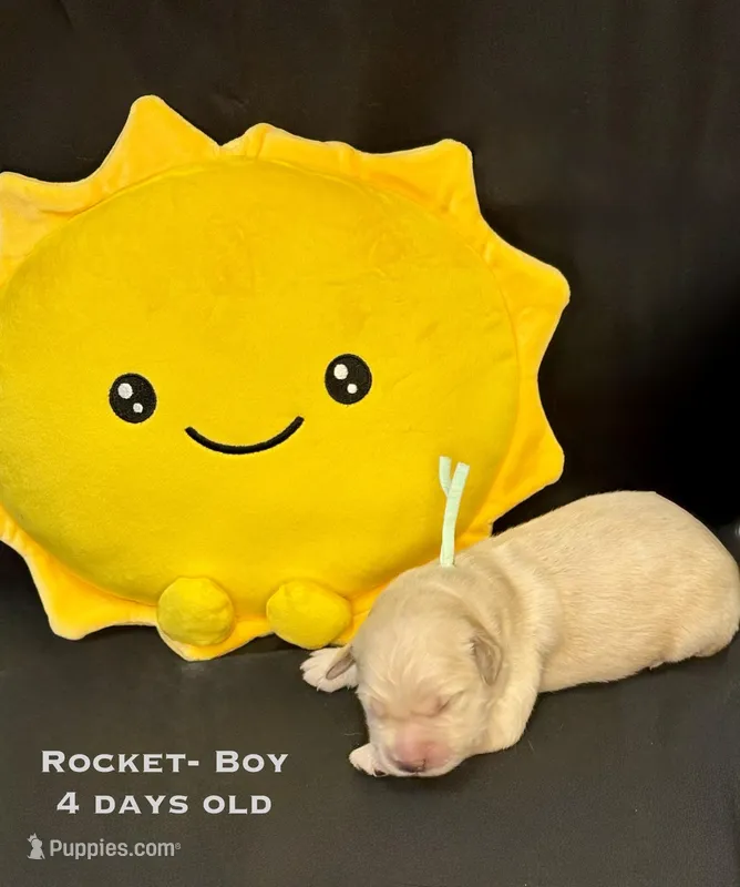 Rocket – Golden Retriever puppy for sale in Snohomish, WA