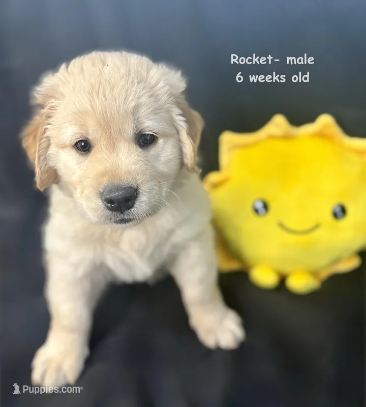 Rocket – Golden Retriever puppy for sale in Snohomish, WA