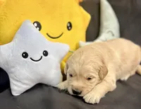 Rocket, a male Golden Retriever for sale in Snohomish, WA – Photo 7 of 9