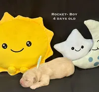 Rocket, a male Golden Retriever for sale in Snohomish, WA – Photo 3 of 9