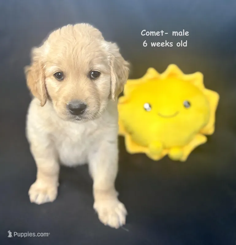 Comet – Golden Retriever puppy for sale in Snohomish, WA
