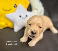 Comet, a male Golden Retriever for sale in Snohomish, WA – Photo 5 of 7