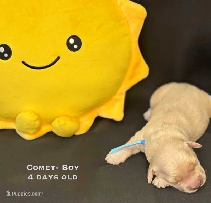 Comet – Golden Retriever puppy for sale in Snohomish, WA