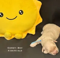 Comet, a male Golden Retriever for sale in Snohomish, WA – Photo 1 of 7