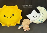 Comet, a male Golden Retriever for sale in Snohomish, WA – Photo 3 of 7