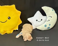 Comet, a male Golden Retriever for sale in Snohomish, WA – Photo 2 of 7