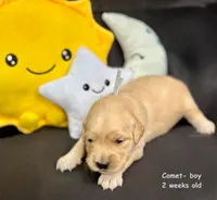 Comet, a male Golden Retriever for sale in Snohomish, WA – Photo 6 of 7