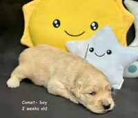 Comet, a male Golden Retriever for sale in Snohomish, WA – Photo 7 of 7