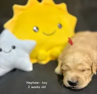 Neptune, a male Golden Retriever for sale in Snohomish, WA – Photo 7 of 9