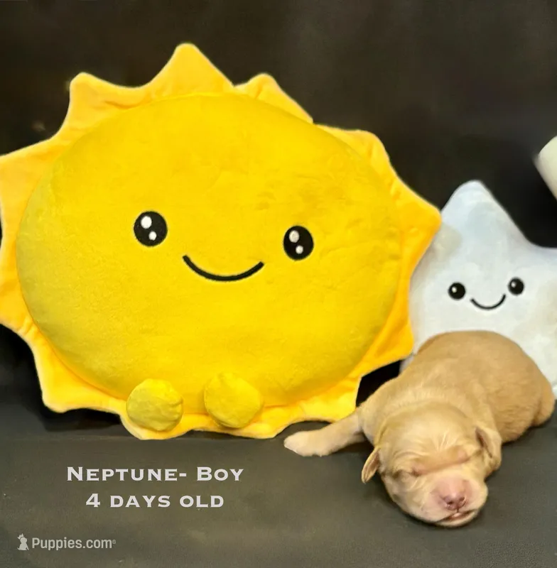 Neptune – Golden Retriever puppy for sale in Snohomish, WA