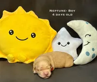 Neptune, a male Golden Retriever for sale in Snohomish, WA – Photo 2 of 9