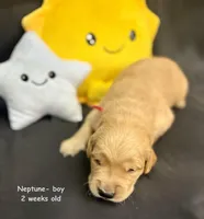 Neptune, a male Golden Retriever for sale in Snohomish, WA – Photo 6 of 9