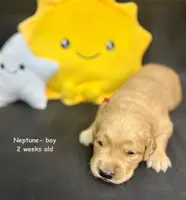 Neptune, a male Golden Retriever for sale in Snohomish, WA – Photo 9 of 9