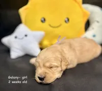 Galaxy, a male Golden Retriever for sale in Snohomish, WA – Photo 8 of 9