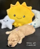 Galaxy, a male Golden Retriever for sale in Snohomish, WA – Photo 6 of 9