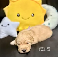 Galaxy, a male Golden Retriever for sale in Snohomish, WA – Photo 7 of 9