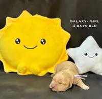 Galaxy, a male Golden Retriever for sale in Snohomish, WA – Photo 3 of 9