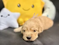 Galaxy, a male Golden Retriever for sale in Snohomish, WA – Photo 9 of 9