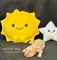 Galaxy, a male Golden Retriever for sale in Snohomish, WA – Photo 2 of 9