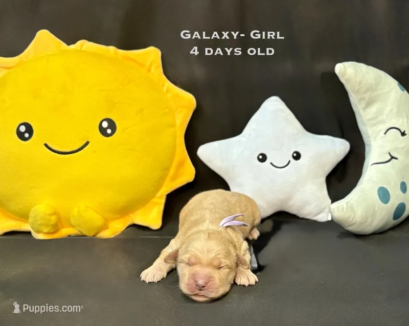 Galaxy – Golden Retriever puppy for sale in Snohomish, WA