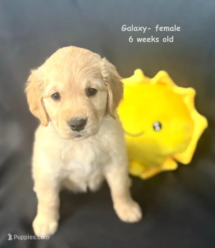 Galaxy – Golden Retriever puppy for sale in Snohomish, WA