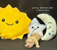 Little Dipper, a male Golden Retriever for sale in Snohomish, WA – Photo 4 of 10