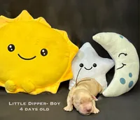 Little Dipper, a male Golden Retriever for sale in Snohomish, WA – Photo 6 of 10