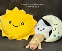 Little Dipper, a male Golden Retriever for sale in Snohomish, WA – Photo 3 of 10