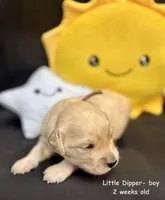 Little Dipper, a male Golden Retriever for sale in Snohomish, WA – Photo 9 of 10