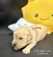 Little Dipper, a male Golden Retriever for sale in Snohomish, WA – Photo 10 of 10